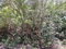 First image of Block C-lot 52c Albion Heights Boulevard in Albion, St. Thomas, Jamaica - property is For Sale