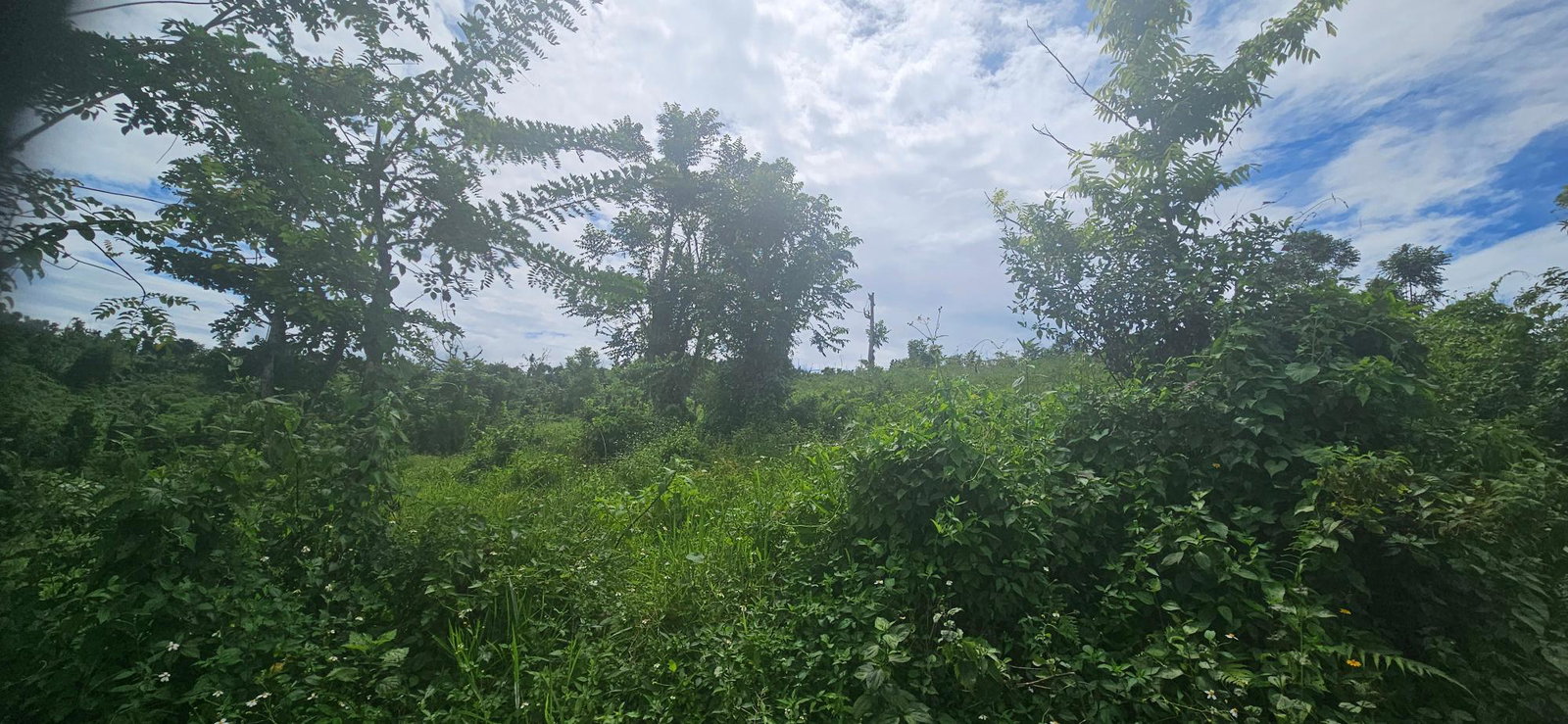 Tenth image of Darliston in Darliston, Westmoreland, Jamaica - property is For Sale