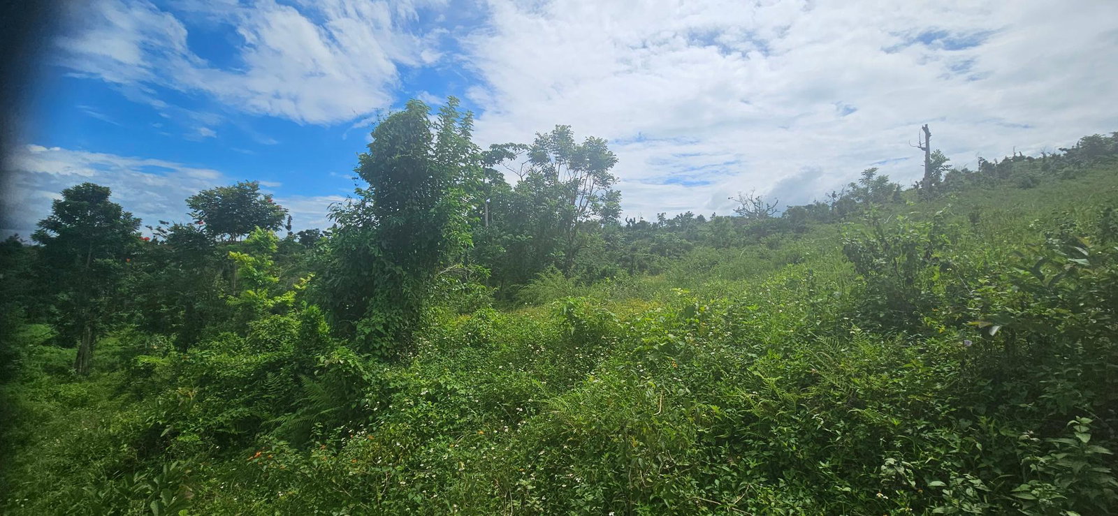 Twelfth image of Darliston in Darliston, Westmoreland, Jamaica - property is For Sale
