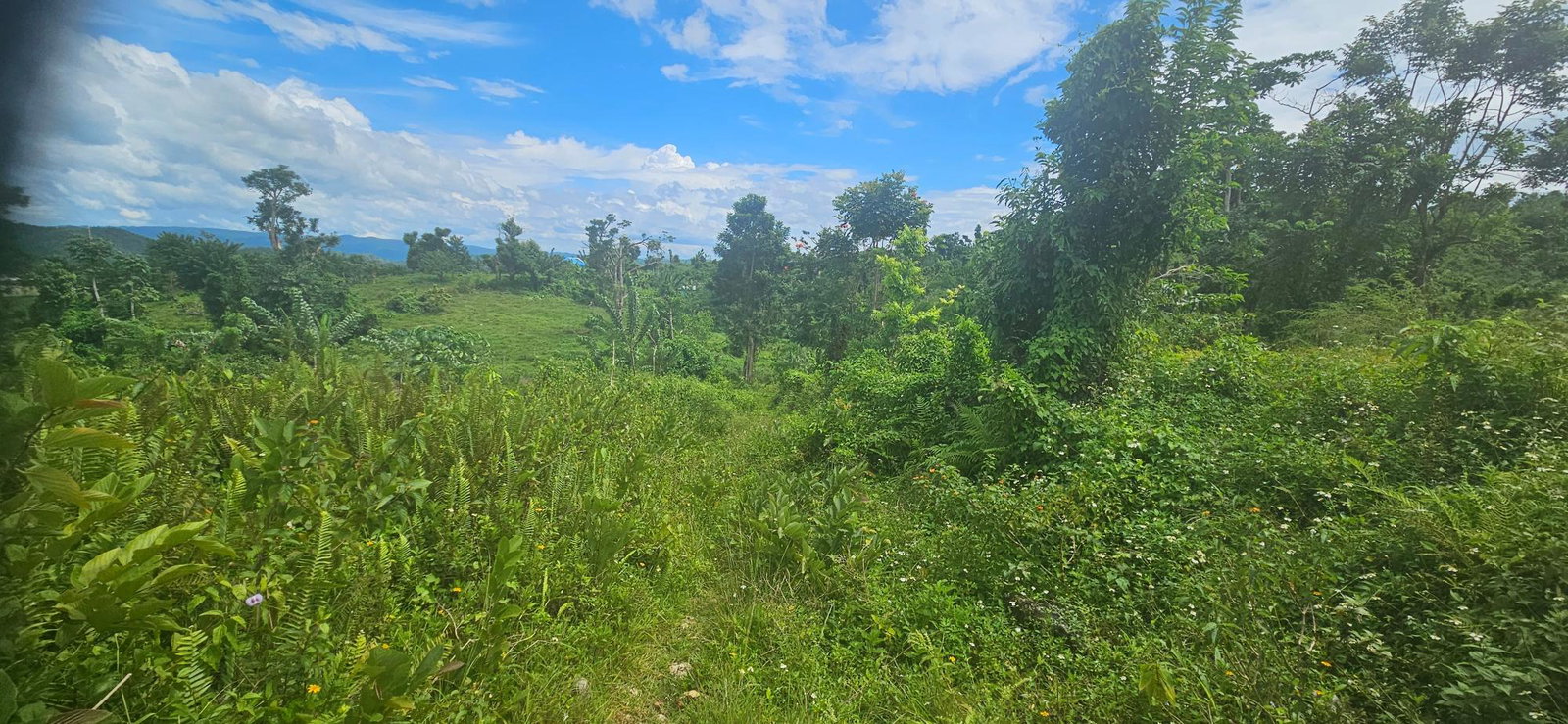 Thirteenth image of Darliston in Darliston, Westmoreland, Jamaica - property is For Sale