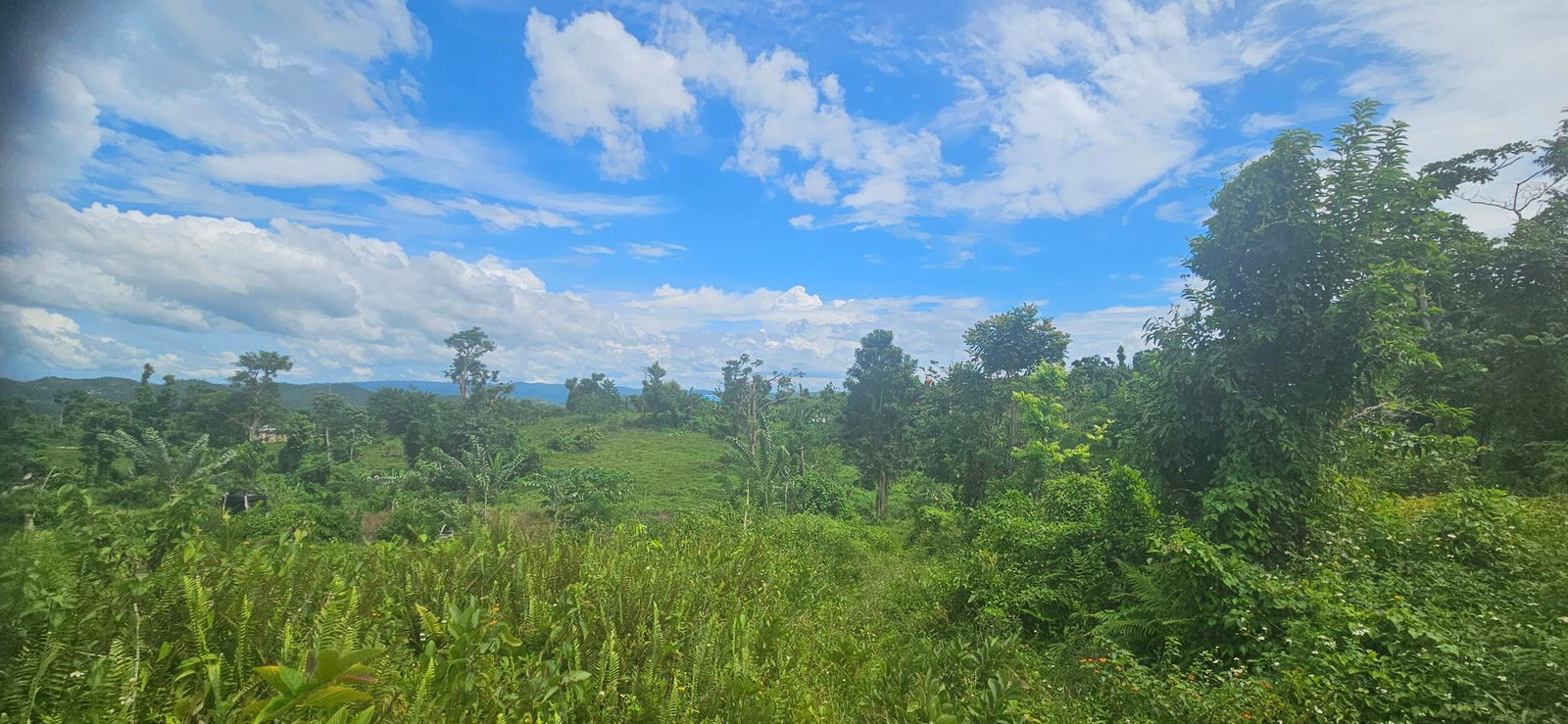 Fourteenth image of Darliston in Darliston, Westmoreland, Jamaica - property is For Sale