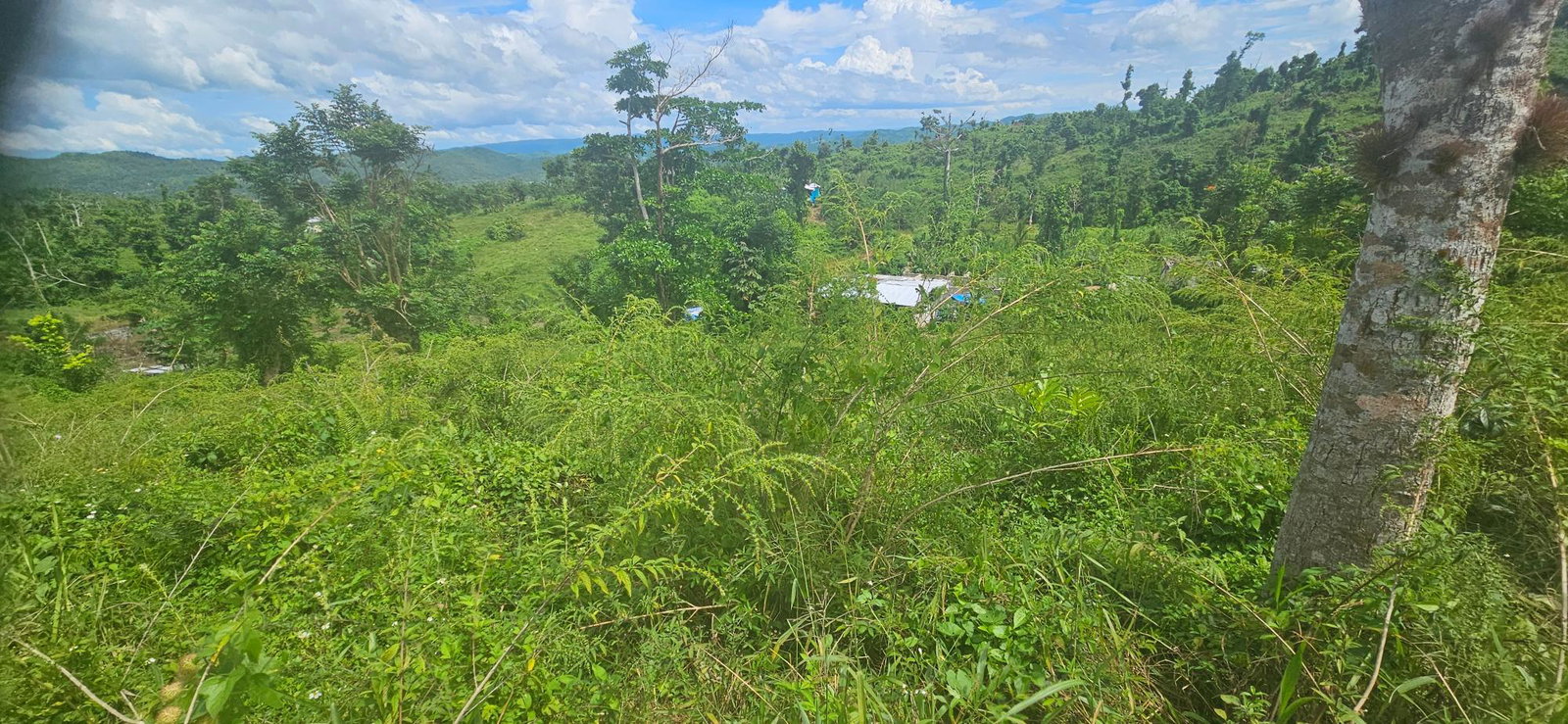 Twenty-Sixth image of Darliston in Darliston, Westmoreland, Jamaica - property is For Sale