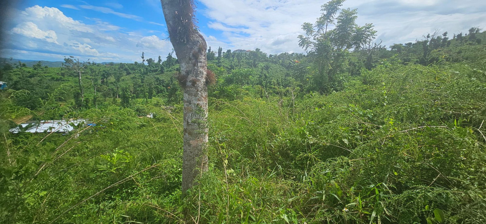 Twenty-Seventh image of Darliston in Darliston, Westmoreland, Jamaica - property is For Sale