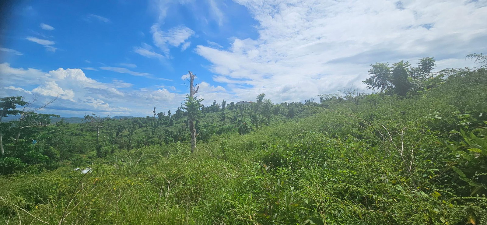 Thirtieth image of Darliston in Darliston, Westmoreland, Jamaica - property is For Sale