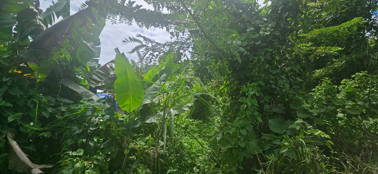 Sixth image of Darliston in Darliston, Westmoreland, Jamaica - property is For Sale