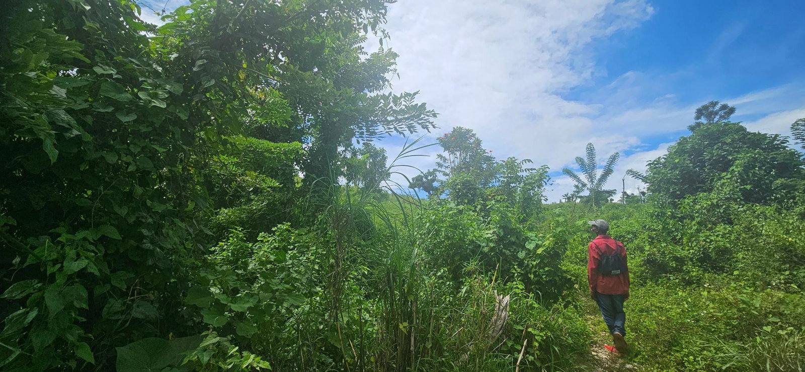 Seventh image of Darliston in Darliston, Westmoreland, Jamaica - property is For Sale