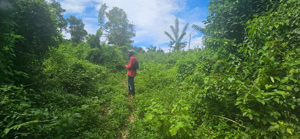 Eighth image of Darliston in Darliston, Westmoreland, Jamaica - property is For Sale