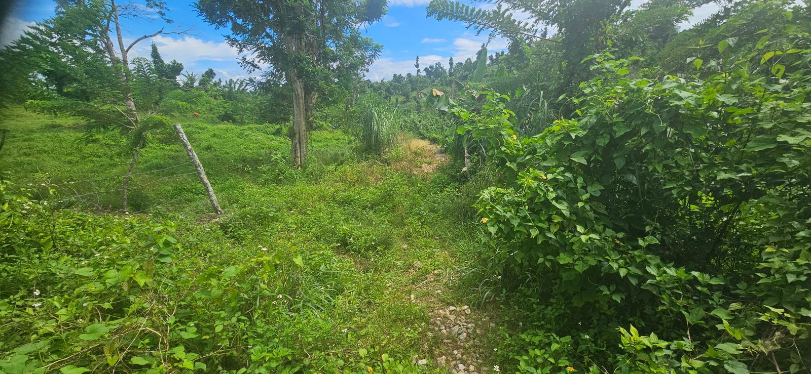 Ninth image of Darliston in Darliston, Westmoreland, Jamaica - property is For Sale