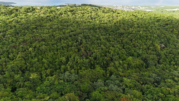 Twelfth image of Land- Harmony Hall And Lancaste in Duncans, Trelawny, Jamaica - property is For Sale