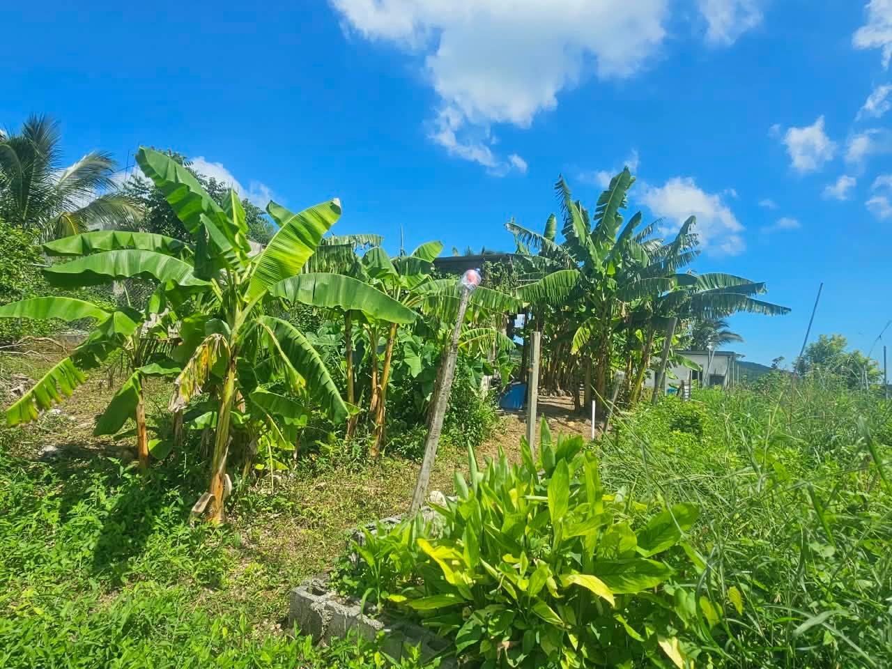 Eighteenth image of Irwin Sign, Montego ba in Montego Bay, St. James, Jamaica - property is For Sale