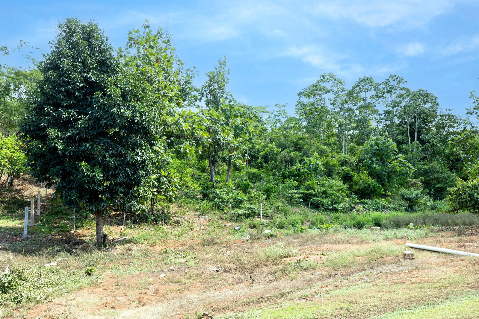 Thirteenth image of Washington Dr., Linstead in Rose Hall, St. Catherine, Jamaica - property is For Sale