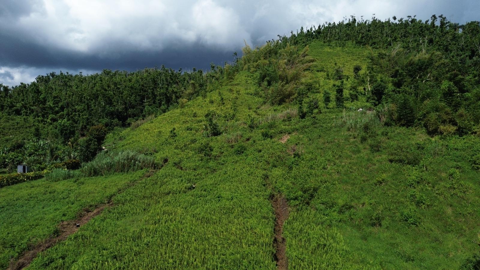 Fifth image of Lot 3- Carmel in Carmel, Westmoreland, Jamaica - property is For Sale