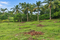 First image of Lot 1 Hyde Park, Knollis in Bog Walk, St. Catherine, Jamaica - property is For Sale