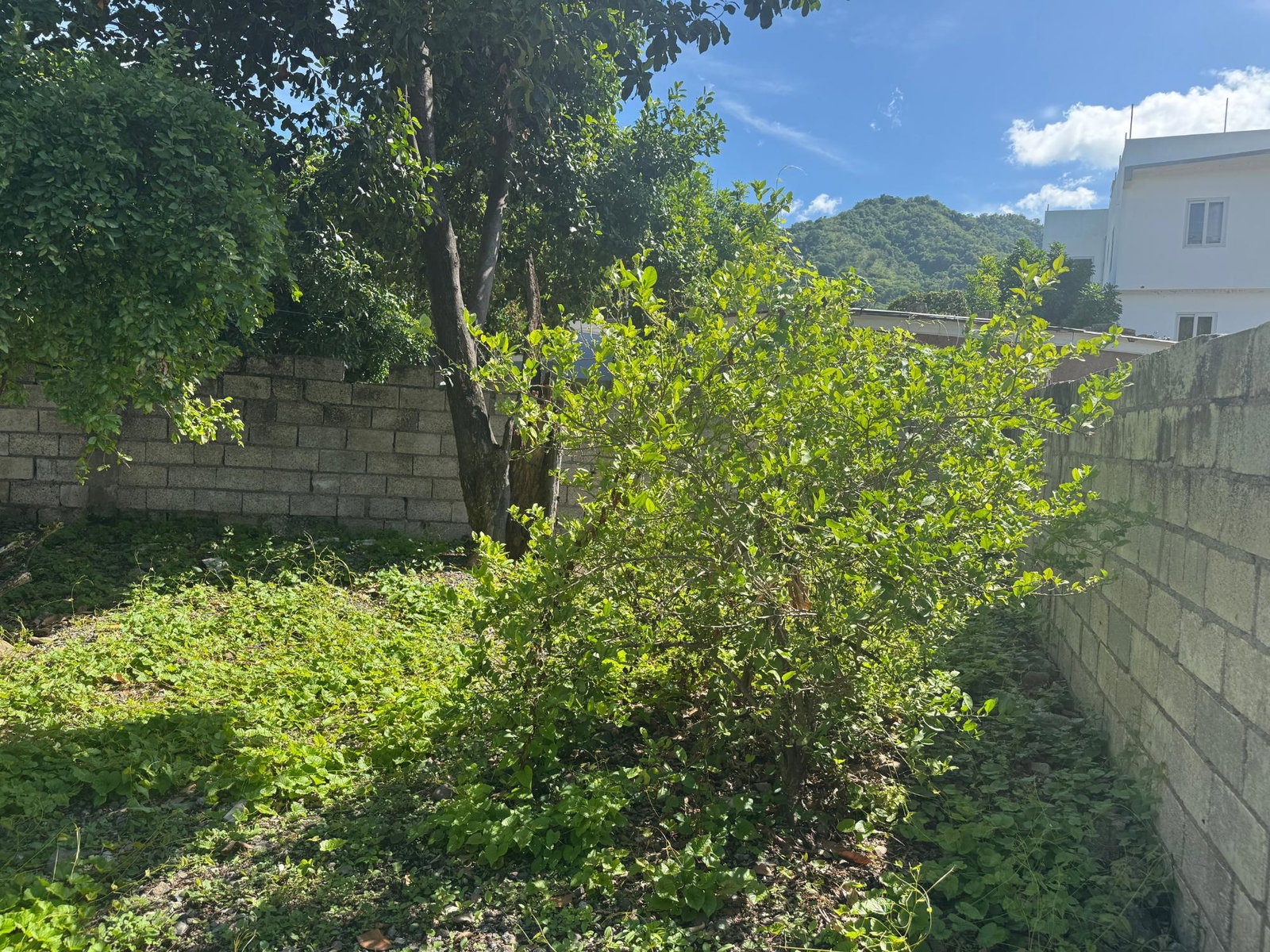 Twenty-First image of 1 Tavern Crescent, Kingston in Kingston 6, St. Andrew, Jamaica - property is For Sale