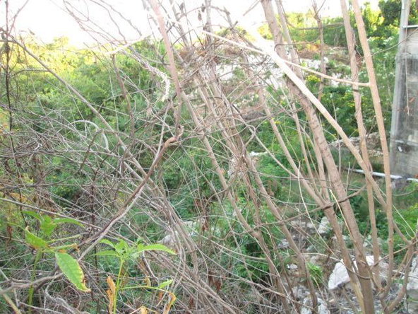 Fifth image of Lot 794-white Hall Negril in Whitehall, Westmoreland, Jamaica - property is For Sale