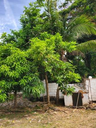 Twenty-First image of Caribbean Park in Tower Isle, St. Mary, Jamaica - property is For Rent