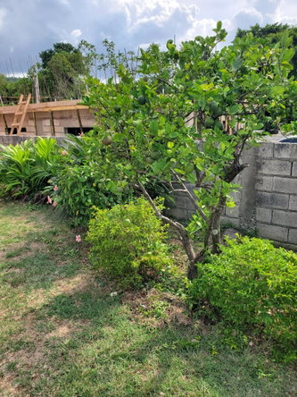 Twenty-Second image of Caribbean Park in Tower Isle, St. Mary, Jamaica - property is For Rent