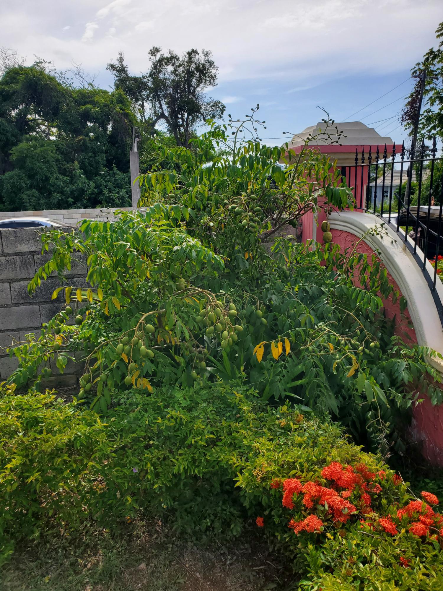 Twenty-Third image of Caribbean Park in Tower Isle, St. Mary, Jamaica - property is For Rent