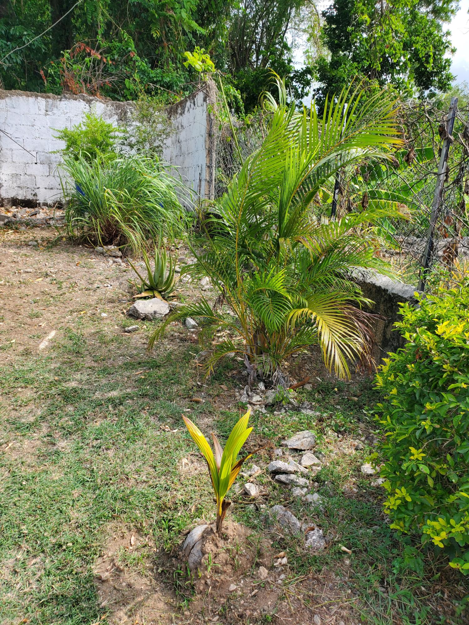 Twenty-Fourth image of Caribbean Park in Tower Isle, St. Mary, Jamaica - property is For Rent
