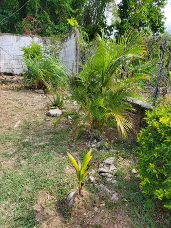 Twenty-Fourth image of Caribbean Park in Tower Isle, St. Mary, Jamaica - property is For Rent