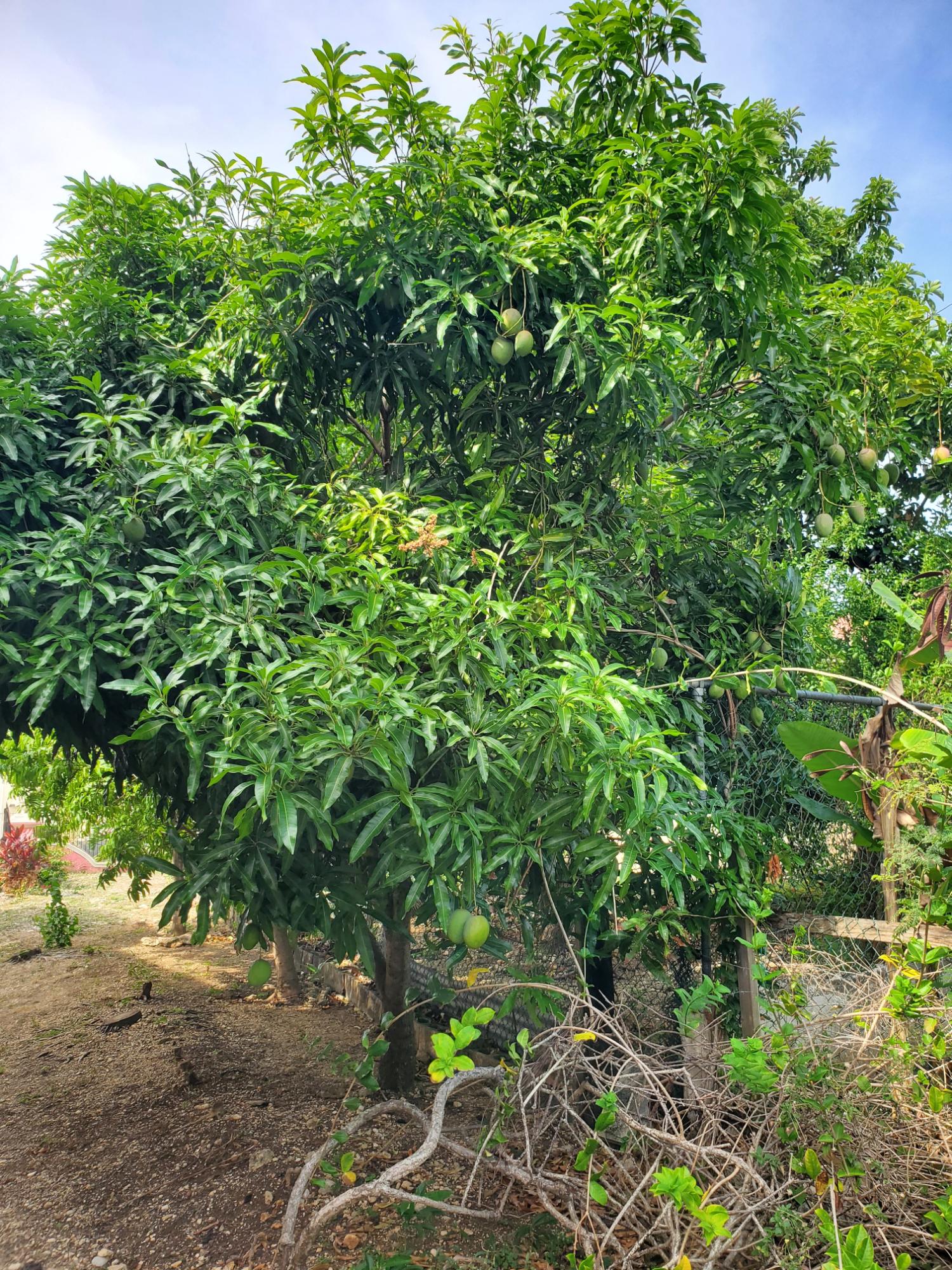 Twenty-Sixth image of Caribbean Park in Tower Isle, St. Mary, Jamaica - property is For Rent