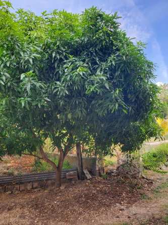 Twenty-Eighth image of Caribbean Park in Tower Isle, St. Mary, Jamaica - property is For Rent