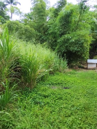Second image of 357- Three Hills , Retreat in Retreat, St. Mary, Jamaica - property is For Sale