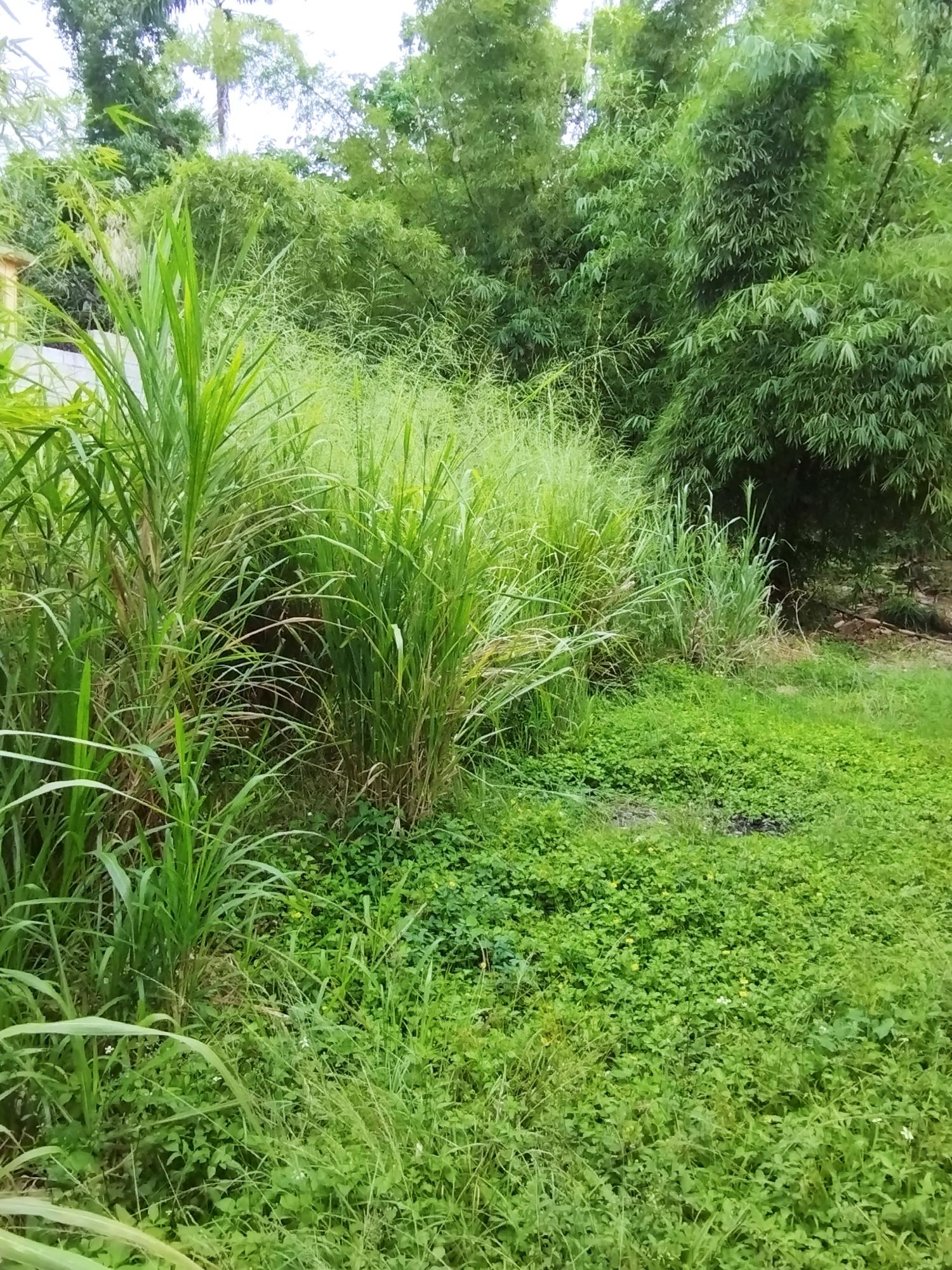 Third image of 357- Three Hills , Retreat in Retreat, St. Mary, Jamaica - property is For Sale