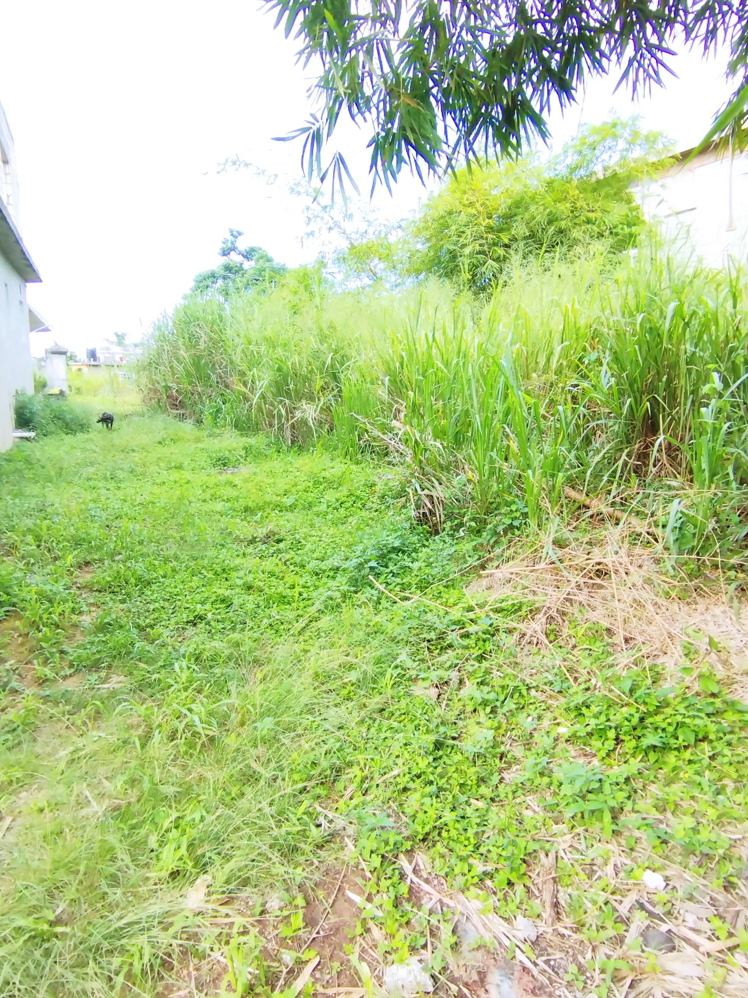 Fifth image of 357- Three Hills , Retreat in Retreat, St. Mary, Jamaica - property is For Sale