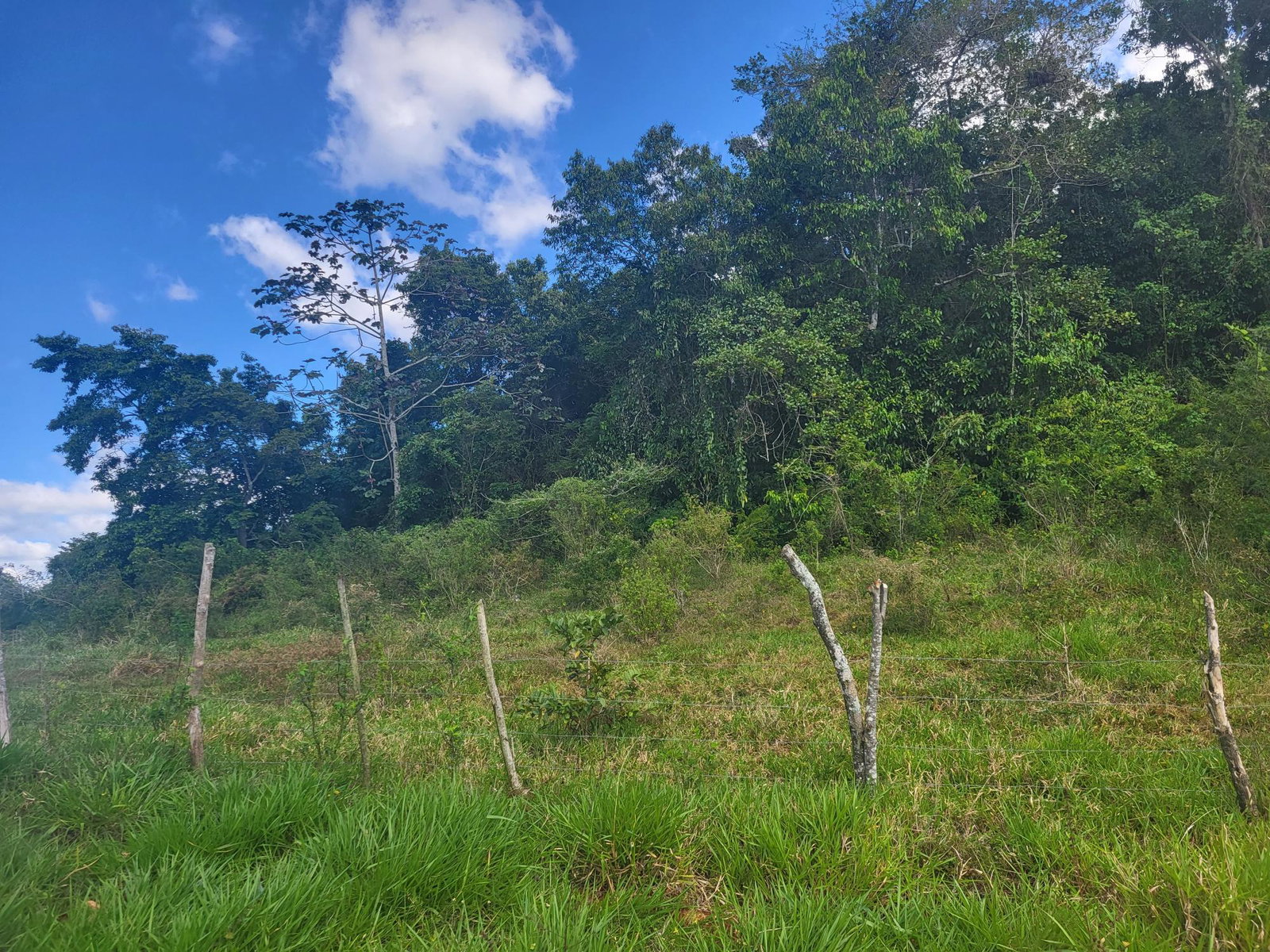 First image of 234- Newark Grove in Spur Tree, Manchester, Jamaica - property is For Sale