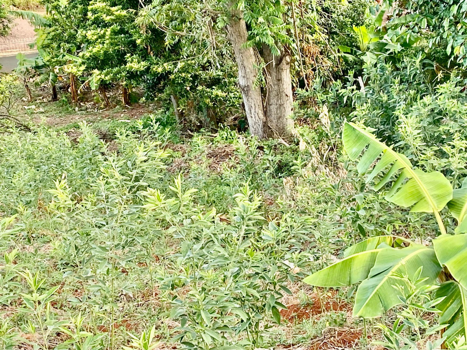 Tenth image of Lot 108 Amethyst Drive in Kingston 19, St. Andrew, Jamaica - property is For Sale