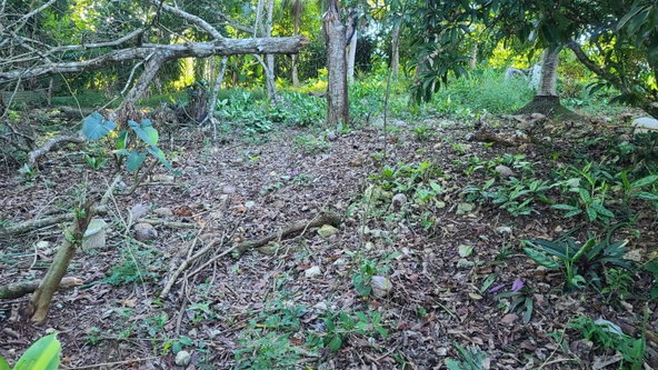 Eighth image of Land- Part of Victoria, Linstea in Linstead, St. Catherine, Jamaica - property is For Sale