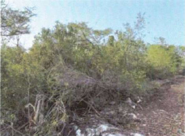 Third image of Coates Pen, Clarendon in May Pen, Clarendon, Jamaica - property is For Sale