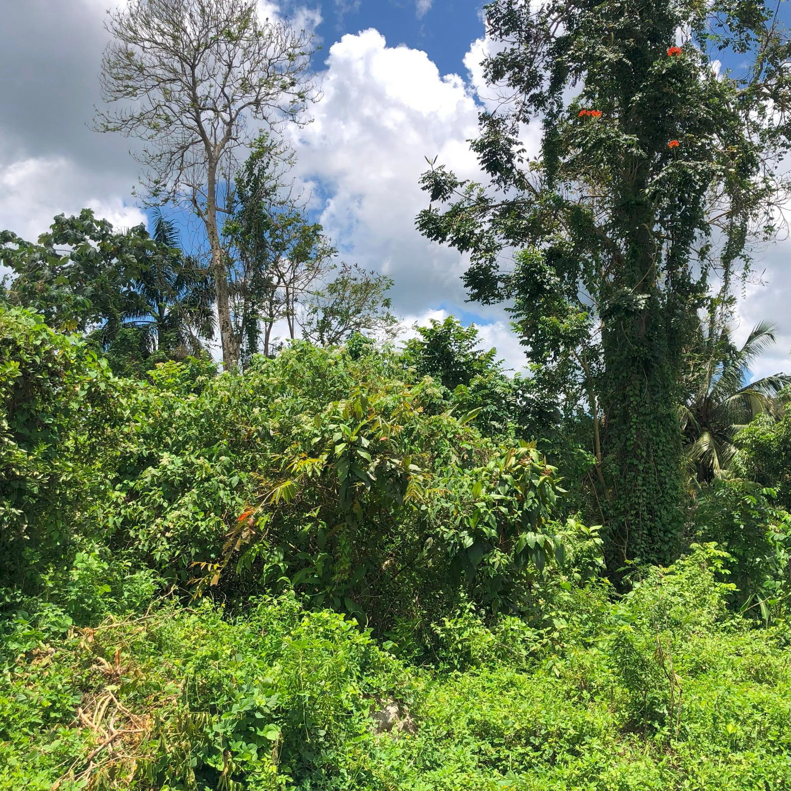 First image of 78 Hermitage in Bethel Town, Westmoreland, Jamaica - property is For Sale