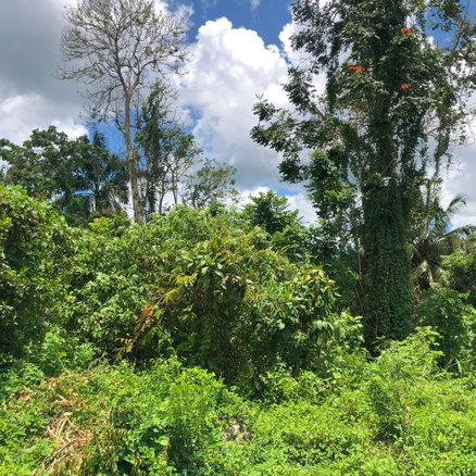 First image of 78 Hermitage in Bethel Town, Westmoreland, Jamaica - property is For Sale