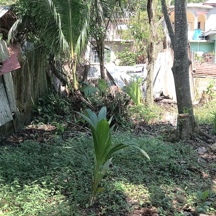 Twenty-Eighth image of 61 Truro Housing Scheme in Truro Gate, Westmoreland, Jamaica - property is For Sale