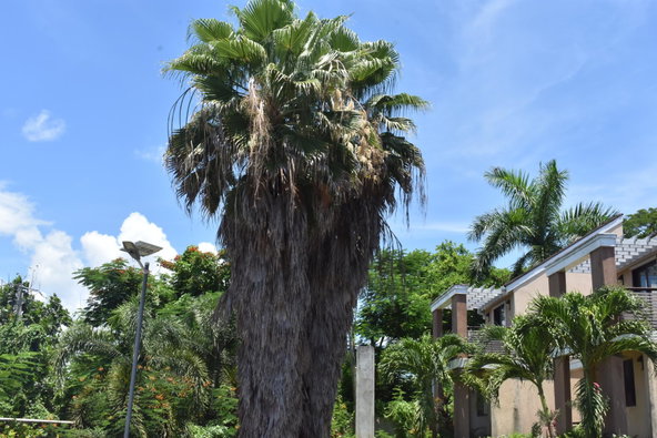 Twelfth image of K46- Aqueducts, Red Ground in Negril, Westmoreland, Jamaica - property is For Sale