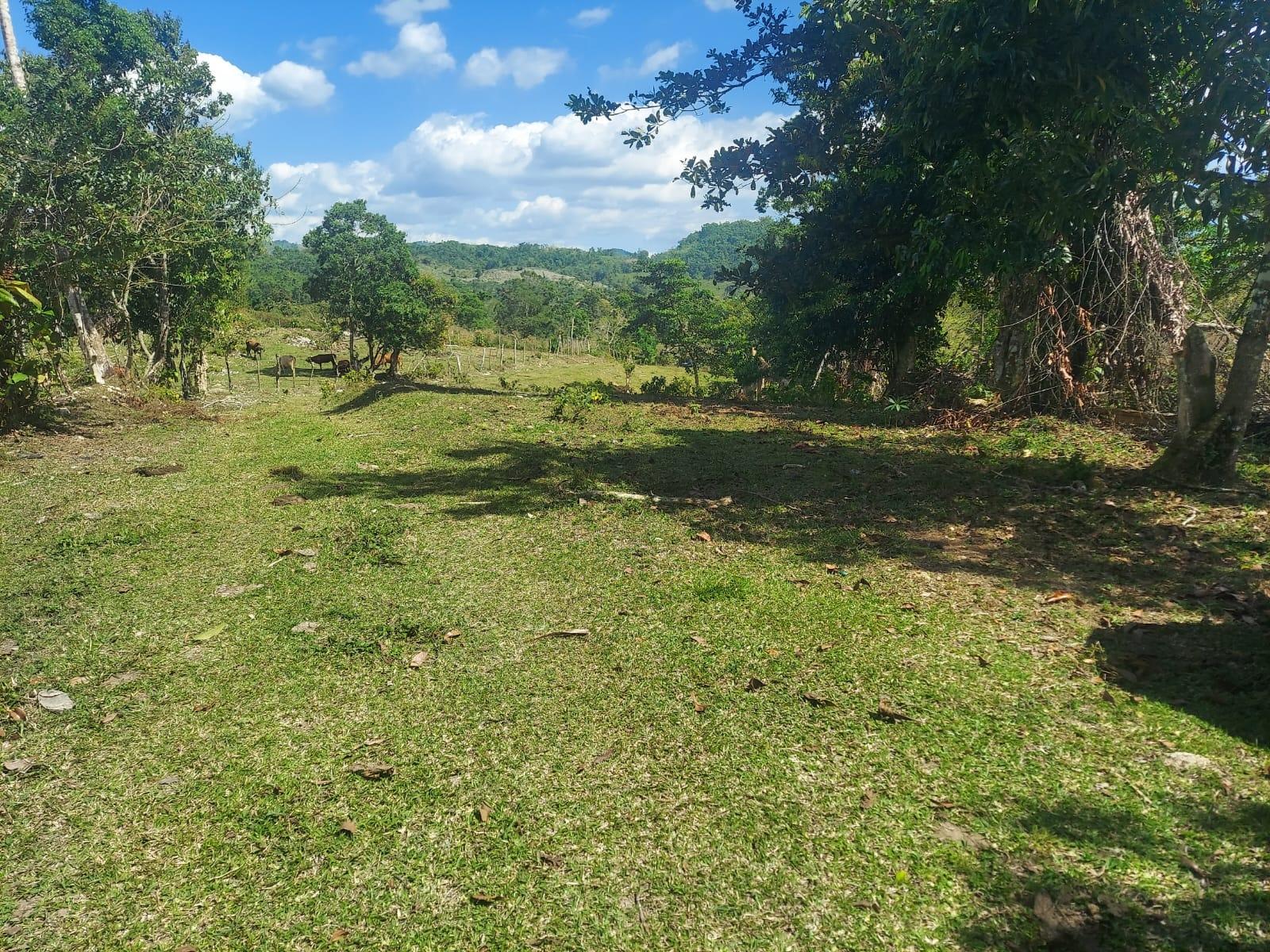 Fourth image of Windsor Forest Pen in Darliston, Westmoreland, Jamaica - property is For Sale
