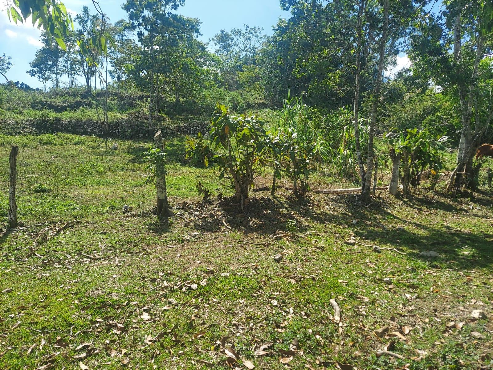 Fifth image of Windsor Forest Pen in Darliston, Westmoreland, Jamaica - property is For Sale