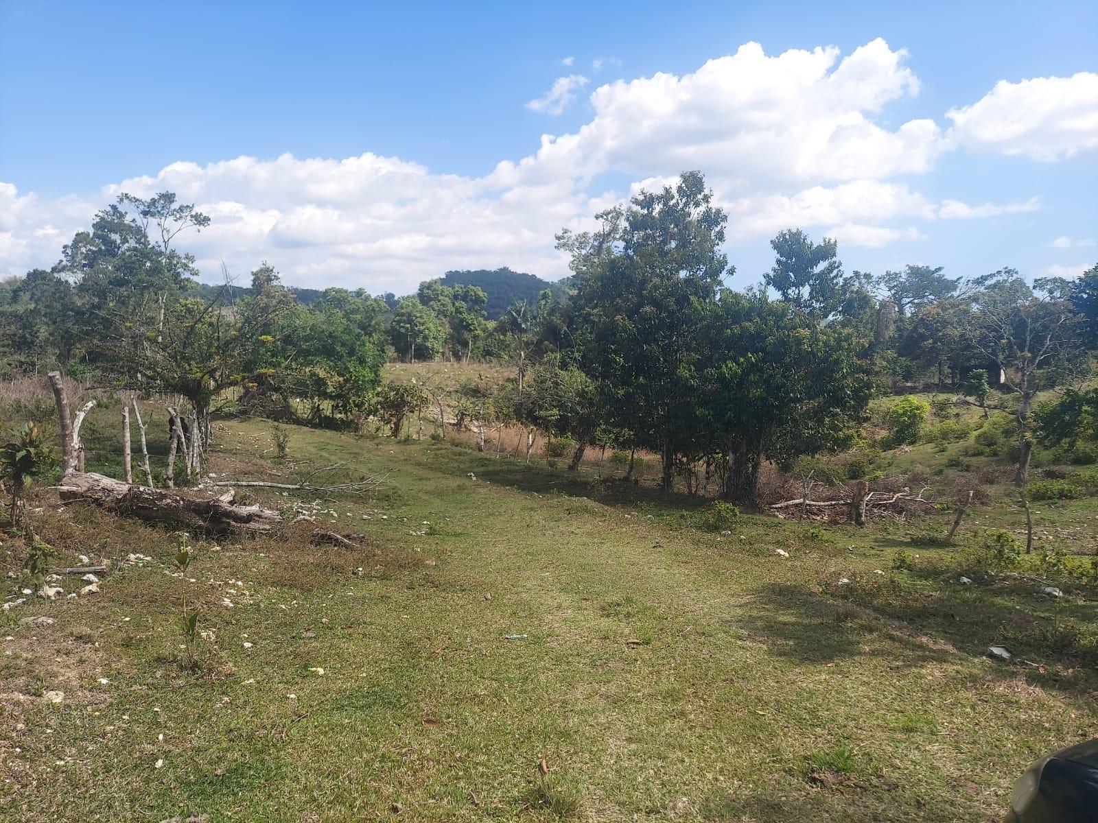 Sixth image of Windsor Forest Pen in Darliston, Westmoreland, Jamaica - property is For Sale