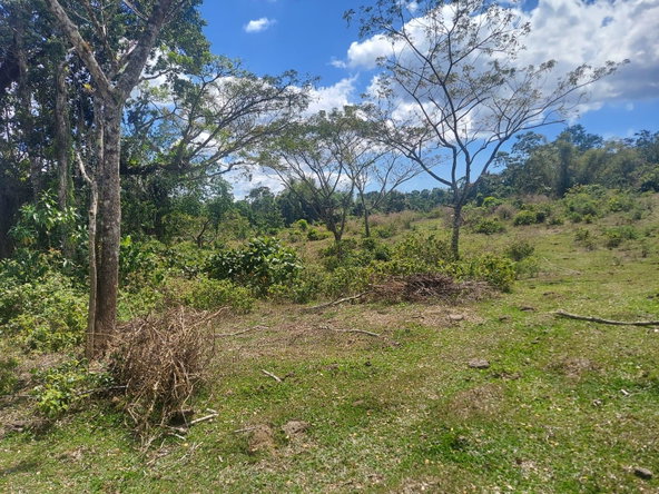 Seventh image of Windsor Forest Pen in Darliston, Westmoreland, Jamaica - property is For Sale