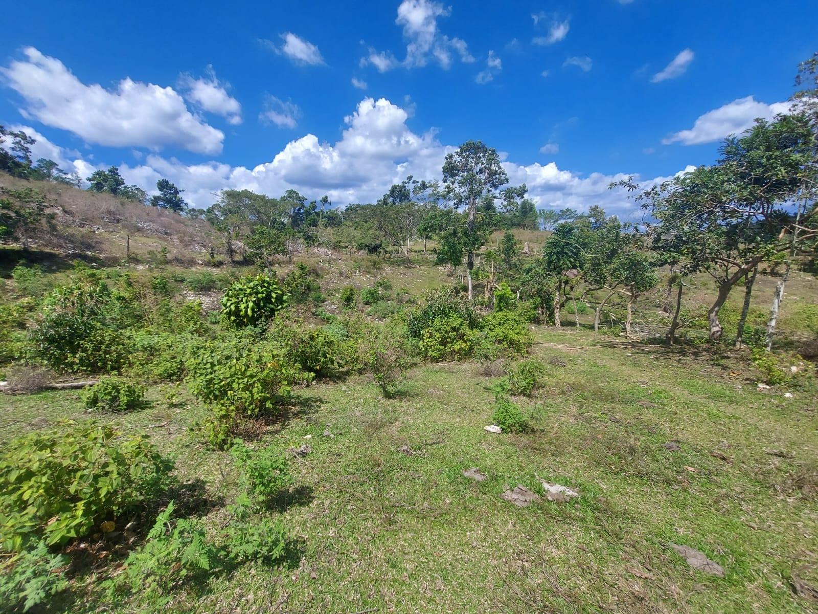 Eighth image of Windsor Forest Pen in Darliston, Westmoreland, Jamaica - property is For Sale