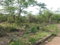 First image of White Hall Block 7 in Whitehall, Westmoreland, Jamaica - property is For Sale