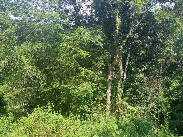 Tenth image of Cruize New Market P.o. in Cruise, Westmoreland, Jamaica - property is For Sale