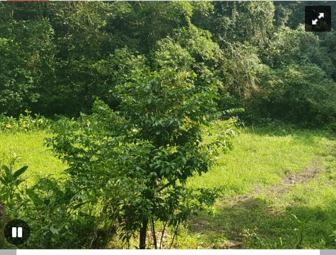 Thirteenth image of Cruize New Market P.o. in Cruise, Westmoreland, Jamaica - property is For Sale