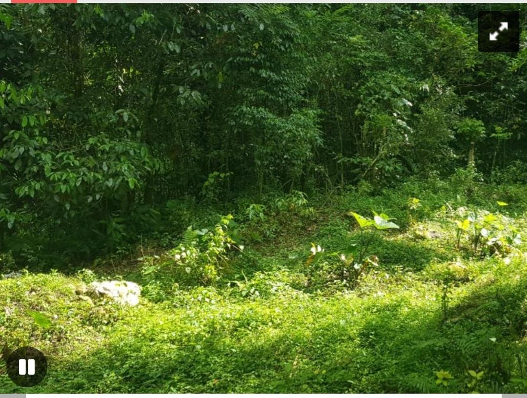 Fourteenth image of Cruize New Market P.o. in Cruise, Westmoreland, Jamaica - property is For Sale