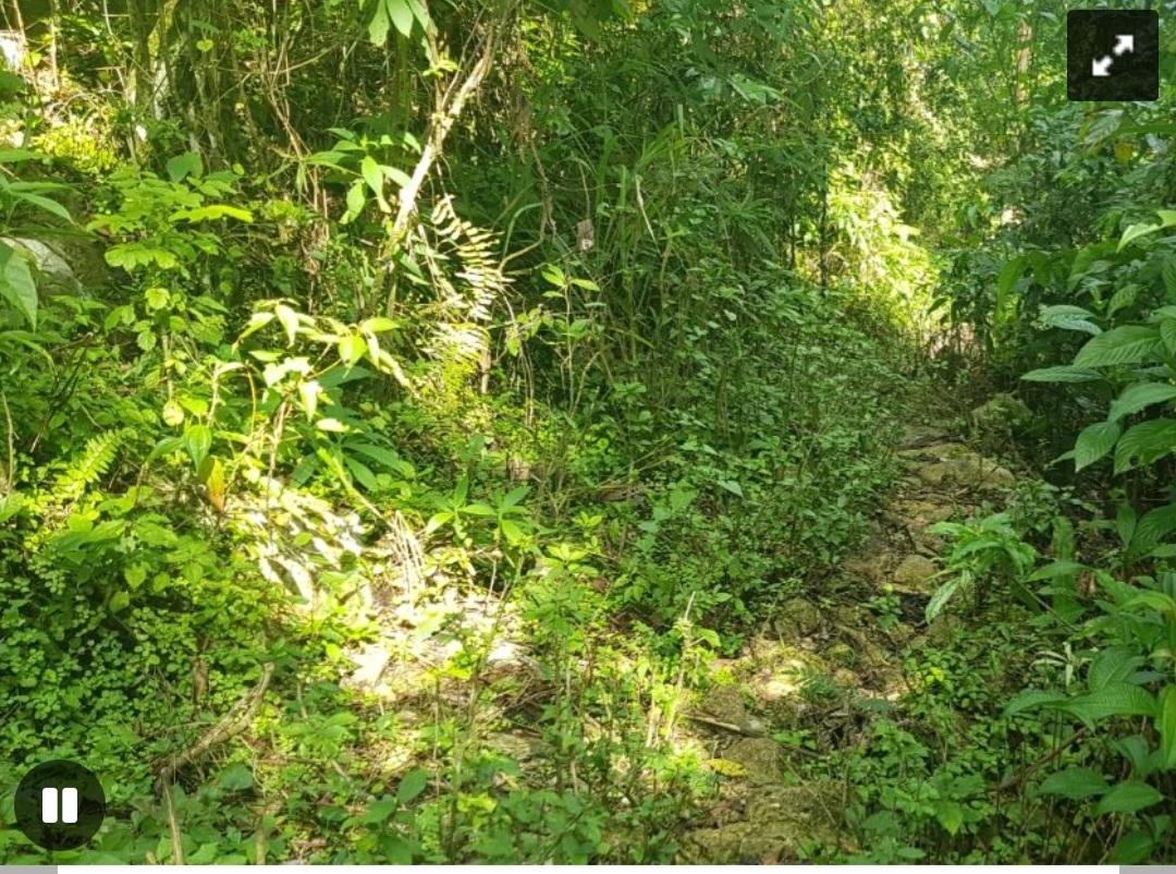 Fifteenth image of Cruize New Market P.o. in Cruise, Westmoreland, Jamaica - property is For Sale