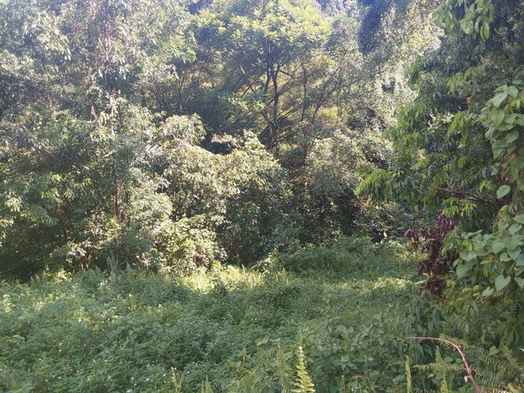 Fourth image of Cruize New Market P.o. in Cruise, Westmoreland, Jamaica - property is For Sale
