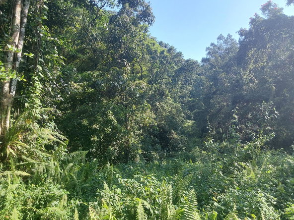 Sixth image of Cruize New Market P.o. in Cruise, Westmoreland, Jamaica - property is For Sale