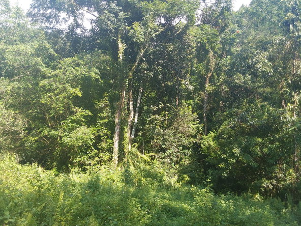 Seventh image of Cruize New Market P.o. in Cruise, Westmoreland, Jamaica - property is For Sale